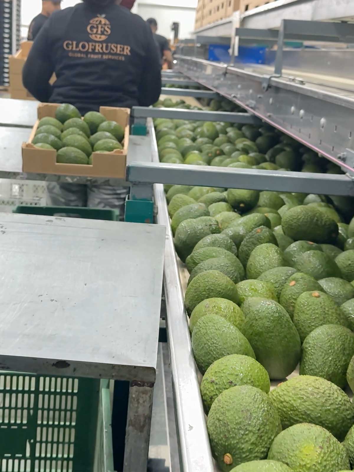 Glofruser Cinta de seleccionado de alimentos