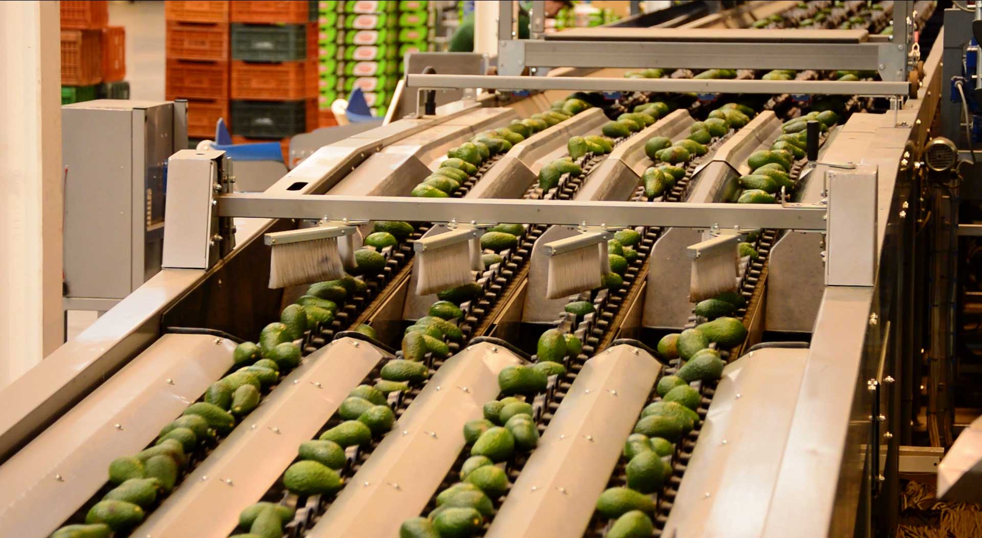 Envasado de aguacates